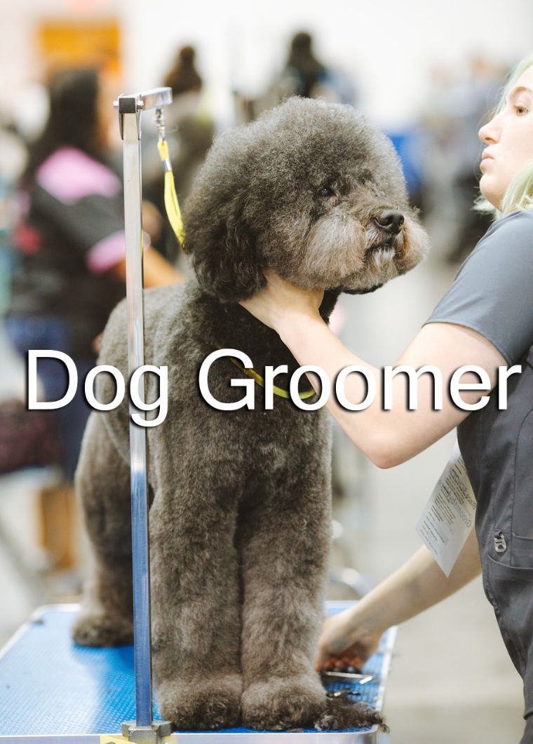 A groomer brushing a poodle on a grooming table